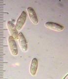 Boletus patrioticus image