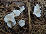 Clitocybe phyllophila image