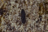 Hysterium angustatum image