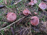 Hygrophorus purpurascens image