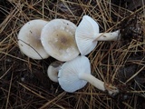 Hygrophorus agathosmus image