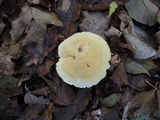 Tricholoma sulphurescens image