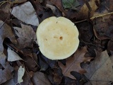 Tricholoma sulphurescens image
