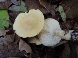 Tricholoma sulphurescens image