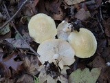 Tricholoma sulphurescens image