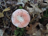Russula silvestris image