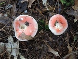 Russula silvestris image