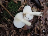Russula silvestris image