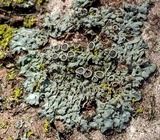 Physcia halei image