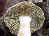 Inocybe rimosa image