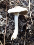 Inocybe rimosa image