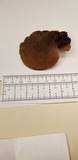 Lentinellus ursinus image