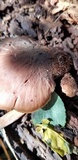 Lentinellus ursinus image