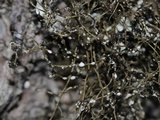 Bryoria furcellata image