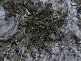 Bryoria furcellata image