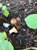 Panaeolus cinctulus image