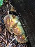 Hypholoma capnoides image