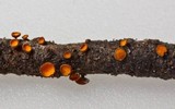 Lachnellula arida image