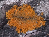 Xanthoria sorediata image