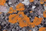 Xanthoria sorediata image