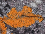 Xanthoria sorediata image
