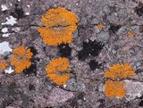 Xanthoria sorediata image