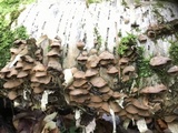 Bjerkandera adusta image