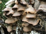Bjerkandera adusta image
