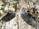 Bjerkandera adusta image