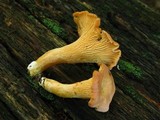 Cantharellus persicinus image