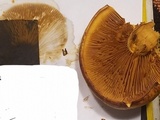 Gymnopilus luteus image