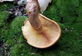 Gymnopilus luteus image