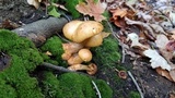Gymnopilus luteus image