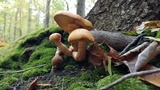 Gymnopilus luteus image