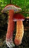 Boletus frostii image