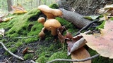 Gymnopilus luteus image