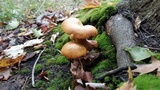 Gymnopilus luteus image