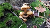 Gymnopilus luteus image