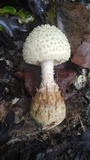 Amanita daucipes image