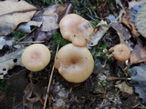 Clitocybe diatreta image