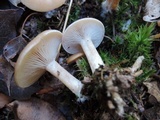 Clitocybe diatreta image