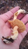 Suillus hirtellus image