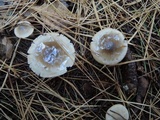 Hygrophorus agathosmus image
