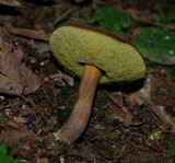Boletellus chrysenteroides image