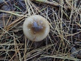 Hygrophorus agathosmus image