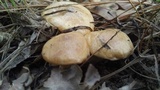 Suillus cothurnatus image