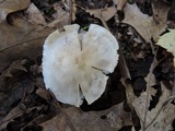 Tricholoma serratifolium image