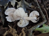 Tricholoma serratifolium image