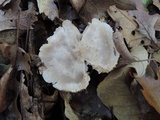 Tricholoma serratifolium image