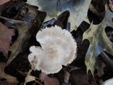 Tricholoma serratifolium image